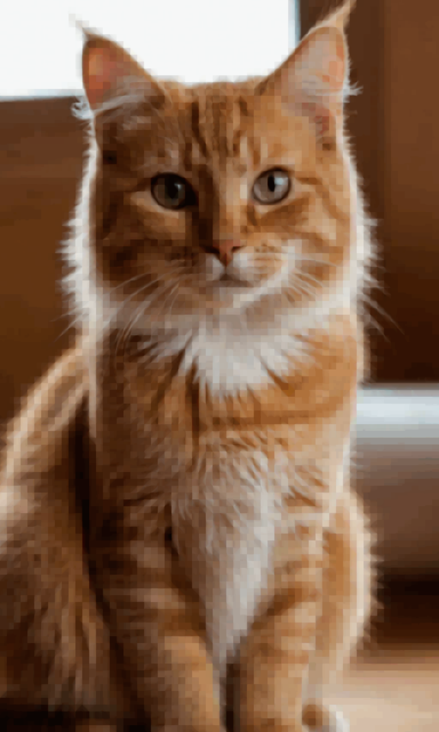 Información Sobre Gatos