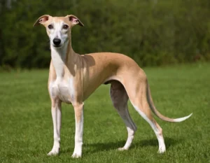Qué raza es el Whippet