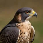 animal más veloz del mundo halcón peregrino