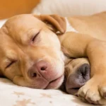 cuanto duerme un perro al día