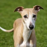 perro whippet