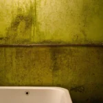 Estrategias Efectivas para Eliminar el Moho de Cualquier Superficie