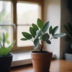 Cómo Plantar Semillas de Eucalipto Efectivamente
