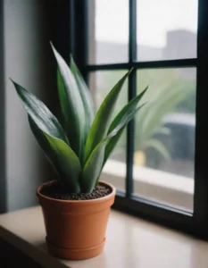 ¿Cómo es la planta lengua de suegra? entra a conocer esta exótica planta tan chula de interior