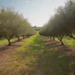 Conociendo el Olivo, De sus frutos a sus beneficios para nuestro organismo