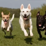 Descubre Cómo Elegir al Perro Ideal para Tu Familia