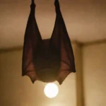 El Mundo de los Vampiros y Murciélagos
