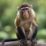 Fascinante mundo de los Monos