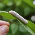 Un gusano de seda blanco y gordito sobre hojas de morera. Estos gusanos están en un entorno natural, típicamente utilizado para la cría y reproducción