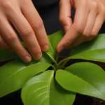 Limpiar y dar brillo a las hojas de tus plantas