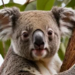 Sabes si el koala tiene cola o no