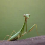 Todo sobre la Mantis Religiosa
