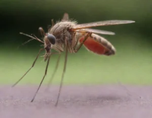 dengue sintomas (10)