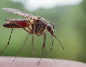 dengue sintomas (13)