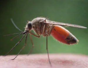 dengue sintomas (14)