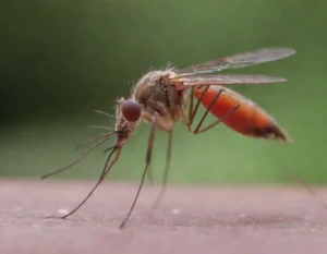 dengue sintomas (15)