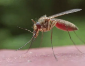 dengue sintomas (16)