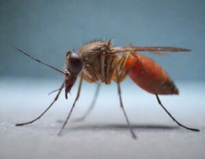 dengue sintomas (19)
