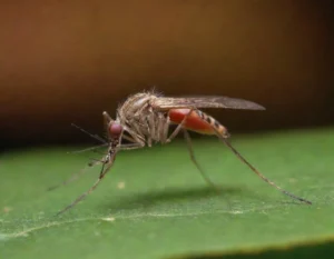 dengue sintomas (21)