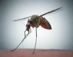 dengue sintomas (6)
