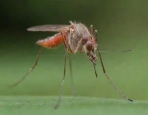 dengue sintomas (9)