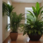 mejores plantas para interior