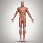nueve regiones del cuerpo humano