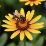 que significa soñar con abejas