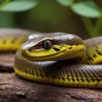 serpiente (1)