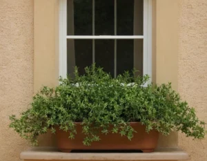 Cómo Limpiar las Hojas de las Plantas y Mantenerlas Saludables