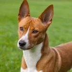 perro Basenji