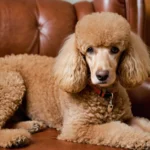 Todo lo que necesitas saber sobre el perro raza caniche gigante