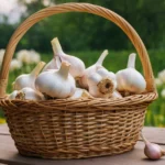 Ajos en una cesta de mimbre que está encima de una mesa de un huerto o jardín