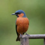 7 Tipos de Aves Fascinantes que Debes Conocer