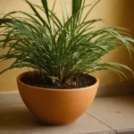 7 Plantas de Exterior Resistentes para Todo el Año