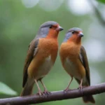 Todo lo que Debes Saber Sobre las Aves: Un Viaje Fascinante al Mundo Avícola