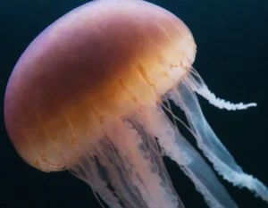 Las Medusas son Maravillas del Océano y Misteriosas