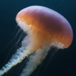 medusas