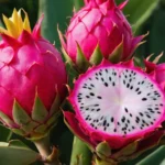 La Pitaya es la Fruta conocida como fruta del Dragón