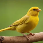 canario