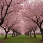 cherry trees blooming
