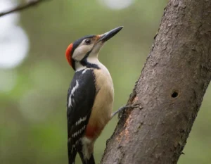 Características Únicas del Pájaro Carpintero Hembra