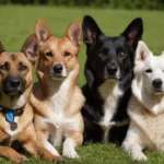 Como eliminar garrapata de perro