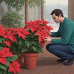 Cómo hacer que la flor de Pascua se ponga roja