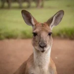 Cual es el tipo de reproduccion del canguro