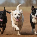 Cuanto tiempo dura la gestación de un perro chihuahua