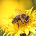Por qué las abejas son importantes para el medio ambiente