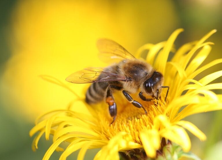 Por qué las abejas son importantes para el medio ambiente