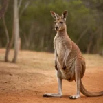 Por que los koalas y los canguros son marsupiales