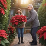 Por qué se arrugan las hojas de la flor de Pascua